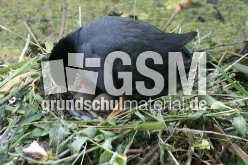 Blässhuhn-4 032.jpg